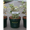 ELAEAGNUS ebbingei VIVELEG En pot 3-4 litres