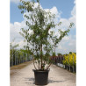 PRUNUS serrula AMBER SCOTS® En pot de 50-70 litres forme cépée hauteur 200-250 cm