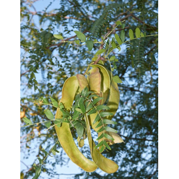 GLEDITSIA triacanthos INERMIS