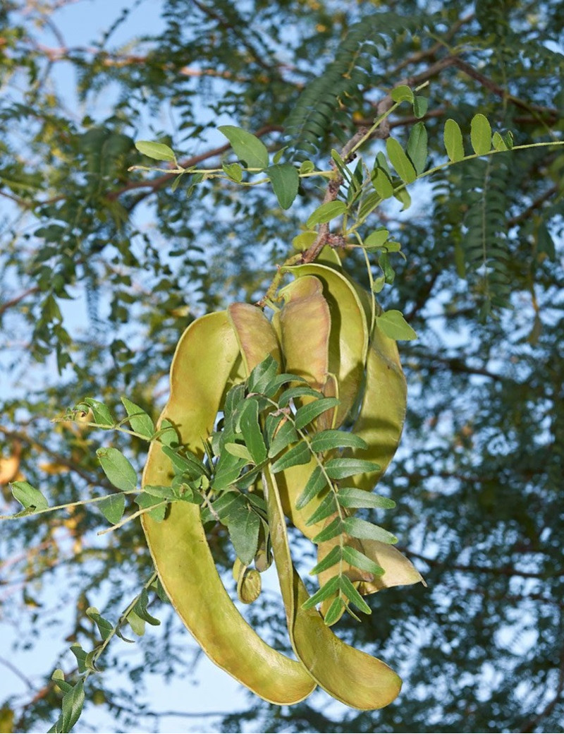 GLEDITSIA triacanthos INERMIS