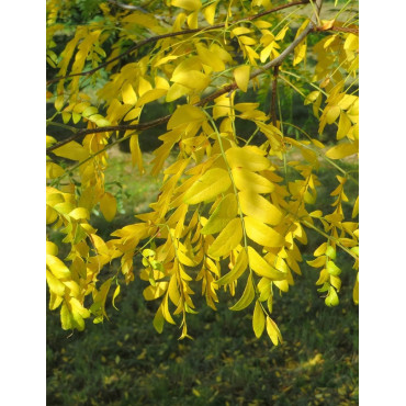 GLEDITSIA triacanthos INERMIS