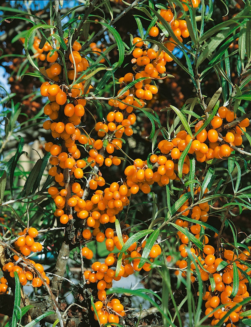 HIPPOPHAE rhamnoides BOTANICA