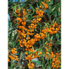 HIPPOPHAE rhamnoides BOTANICA