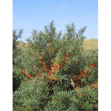 HIPPOPHAE rhamnoides BOTANICA