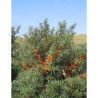 HIPPOPHAE rhamnoides FRIESDORFER ORANGE