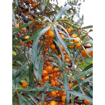 HIPPOPHAE rhamnoides FRIESDORFER ORANGE