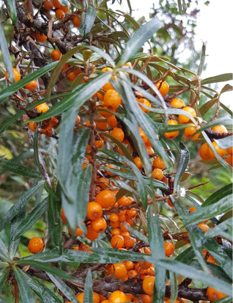 HIPPOPHAE rhamnoides FRIESDORFER ORANGE