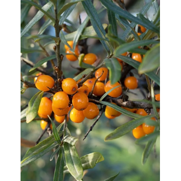 HIPPOPHAE rhamnoides POLLMIX