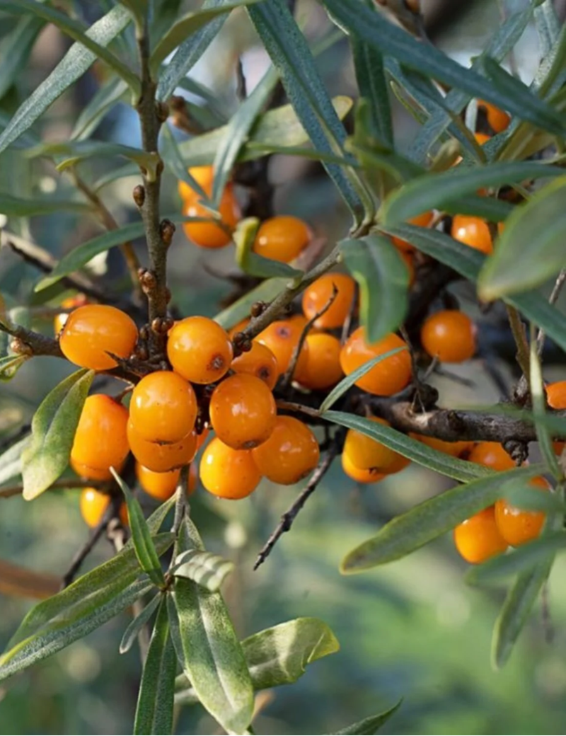 HIPPOPHAE rhamnoides POLLMIX