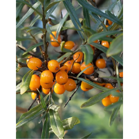 HIPPOPHAE rhamnoides POLLMIX