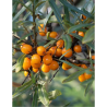 HIPPOPHAE rhamnoides POLLMIX