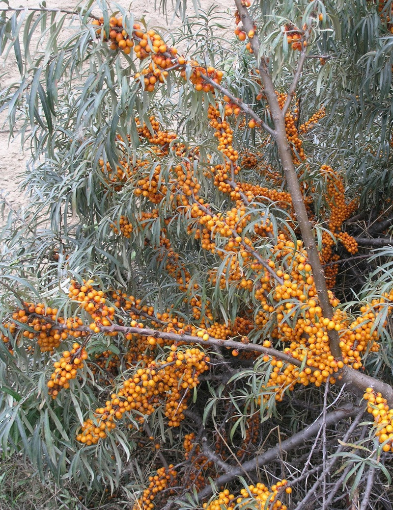 HIPPOPHAE rhamnoides LEIKORA