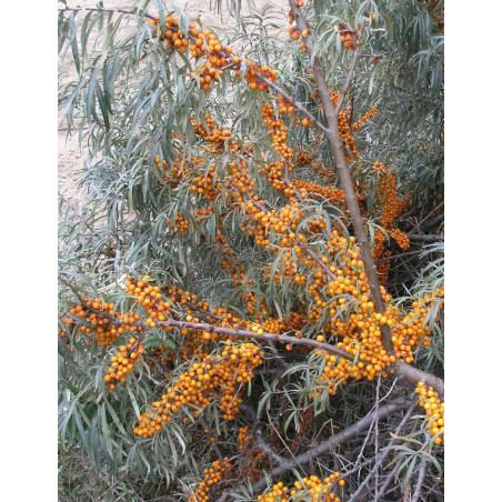 HIPPOPHAE rhamnoides LEIKORA