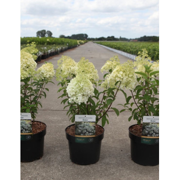 HYDRANGEA paniculata BOBO En pot de 3-4 litres