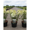 HYDRANGEA paniculata BOBO En pot de 3-4 litres