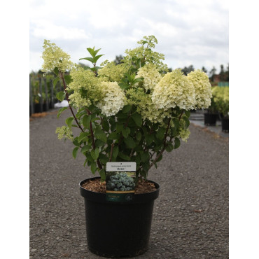 HYDRANGEA paniculata BOBO En pot de 10-12 litres