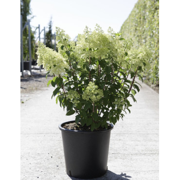 HYDRANGEA paniculata BOBO En pot de 25-30 litres