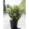 HYDRANGEA paniculata BOBO En pot de 25-30 litres