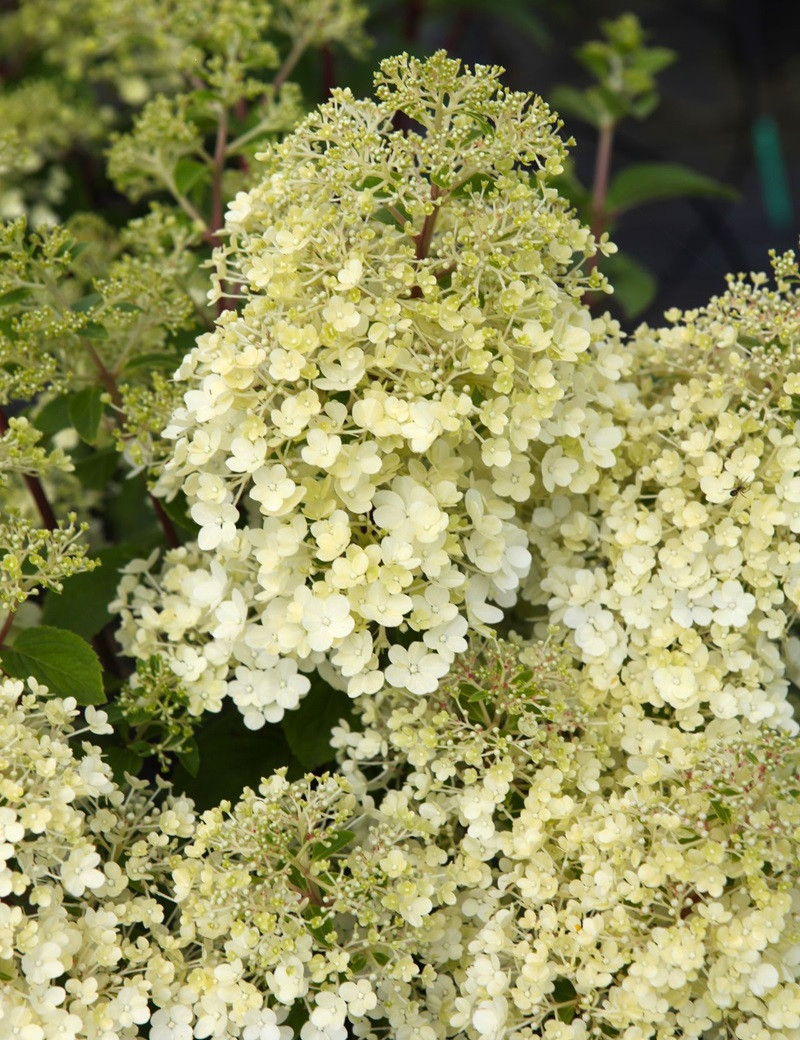 HYDRANGEA paniculata BOBO