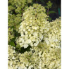 HYDRANGEA paniculata BOBO