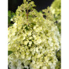 HYDRANGEA paniculata BOBO