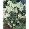 HYDRANGEA paniculata BOBO