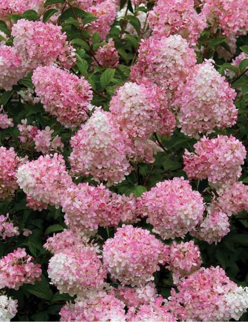 HYDRANGEA paniculata CONFETTI