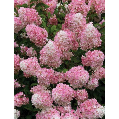 HYDRANGEA paniculata CONFETTI