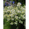 ABELIA grandiflora SPARKLING SILVER