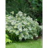 ABELIA grandiflora SPARKLING SILVER