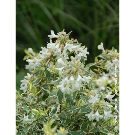 ABELIA grandiflora SPARKLING SILVER