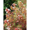 ABELIA SUNSHINE DAYDREAM