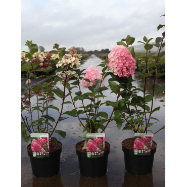 HYDRANGEA paniculata FRAMBOISINE En pot de 3-4 litres