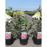 HYDRANGEA paniculata FRAMBOISINE En pot de 3-4 litres