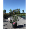 HYDRANGEA paniculata FRAMBOISINE En pot de 10-12 litres