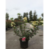 HYDRANGEA paniculata FRAMBOISINE En pot de 10-12 litres