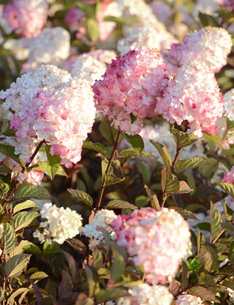 HYDRANGEA paniculata FRAMBOISINE