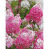 HYDRANGEA paniculata FRAMBOISINE