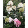 HYDRANGEA paniculata FRAMBOISINE