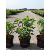 HYDRANGEA paniculata LITTLE HOTTIE En pot de 3-4 litres