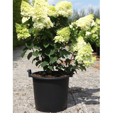 HYDRANGEA paniculata LITTLE HOTTIE En pot de 30-35 litres