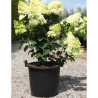 HYDRANGEA paniculata LITTLE HOTTIE En pot de 30-35 litres