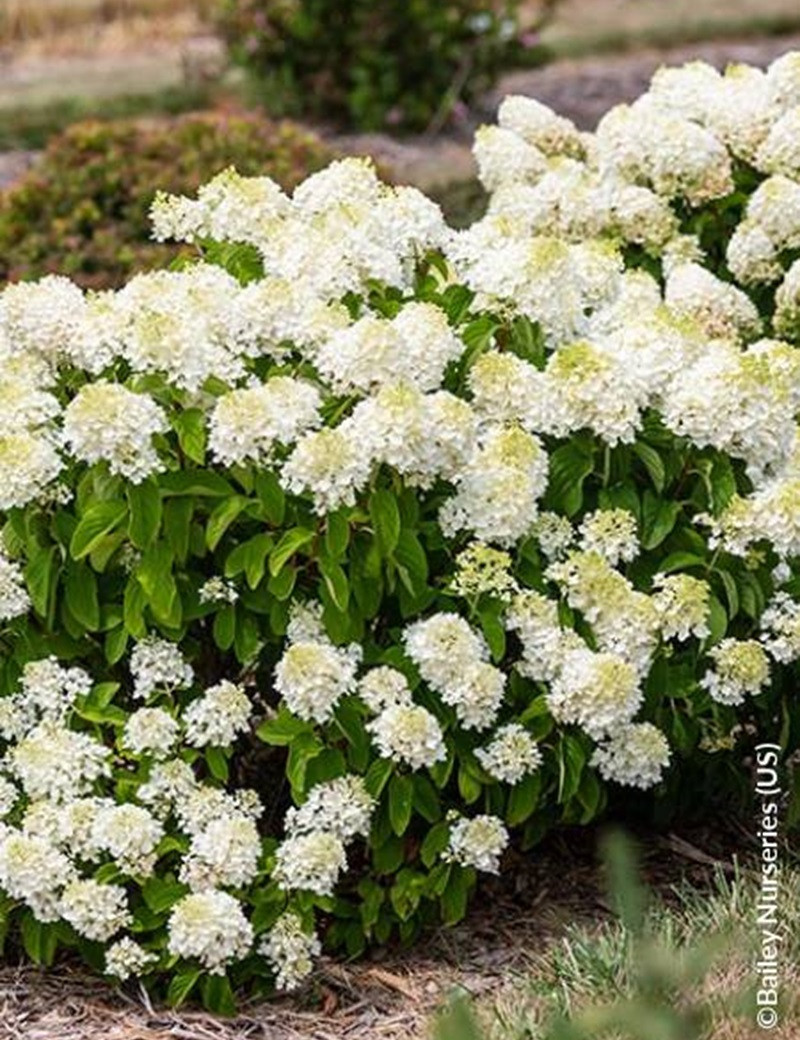 HYDRANGEA paniculata LITTLE HOTTIE