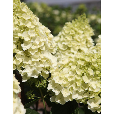 HYDRANGEA paniculata LITTLE HOTTIE