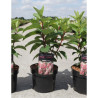 HYDRANGEA paniculata PINKY WINKY En pot de 3-4 litres