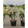 HYDRANGEA paniculata PINKY WINKY En pot de 3-4 litres