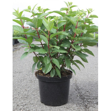 HYDRANGEA paniculata PINKY WINKY En pot de 10-12 litres