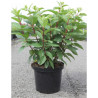 HYDRANGEA paniculata PINKY WINKY En pot de 10-12 litres