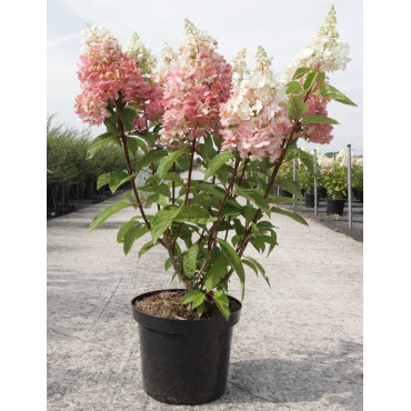 HYDRANGEA paniculata PINKY WINKY En pot de 10-12 litres