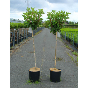 HYDRANGEA paniculata PINKY WINKY En pot de 12-15 litres forme tige hauteur du tronc 090-110 cm